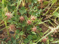 Trifolium spumosum