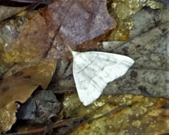 Chytolita morbidalis