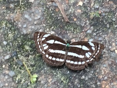 Neptis duryodana nesia