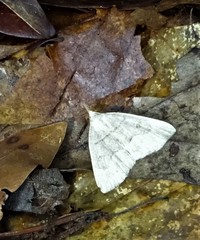 Chytolita morbidalis