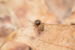 Chinattus parvulus