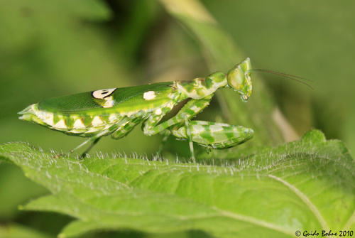 Jeweled Flower Mantis photo 3