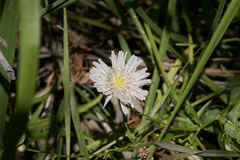 Malacothrix saxatilis tenuifolia