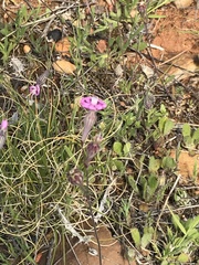 Silene colorata