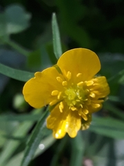 Ranunculus auricomus