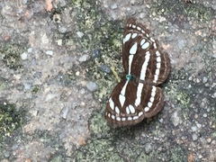 Neptis duryodana nesia