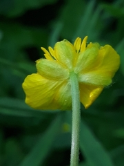 Ranunculus auricomus