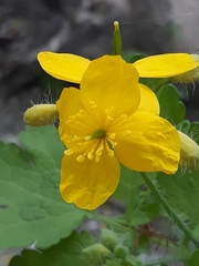 Chelidonium majus