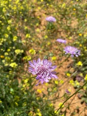 Sixalix atropurpurea