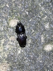 Figulus binodulus