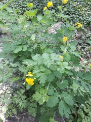 Chelidonium majus