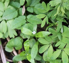 Memoremea scorpioides