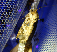 Spodoptera littoralis