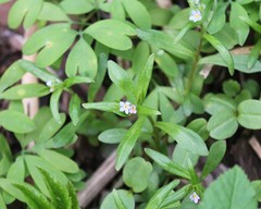 Memoremea scorpioides
