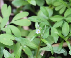 Memoremea scorpioides
