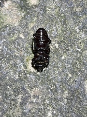 Figulus binodulus