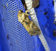 Spodoptera littoralis