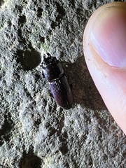 Figulus binodulus