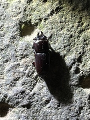 Figulus binodulus