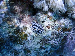 Phyllidia multifaria