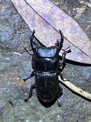 Aegus laevicollis formosae