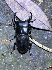 Aegus laevicollis formosae