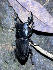 Aegus laevicollis formosae