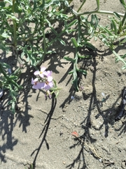 Cakile maritima