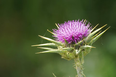 Silybum marianum