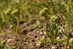 Valerianella discoidea