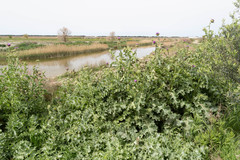 Silybum marianum