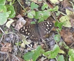 Pararge aegeria