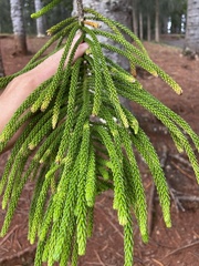 Araucaria columnaris