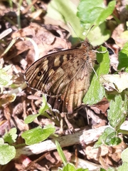 Pararge aegeria