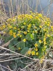 Caltha palustris