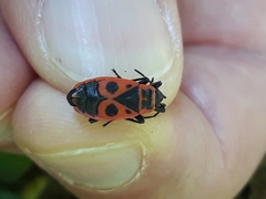 Pyrrhocoris apterus