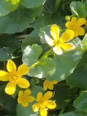 Caltha palustris