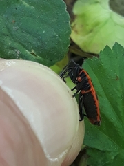 Pyrrhocoris apterus