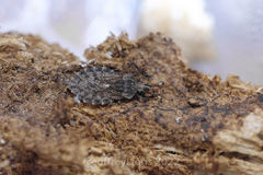 Aradus hieroglyphicus