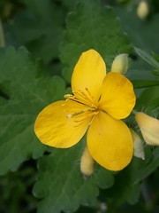 Chelidonium majus