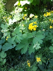 Chelidonium majus