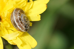Theba pisana