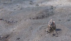 Callechelys marmorata