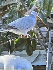 Patagioenas fasciata