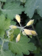 Chelidonium majus