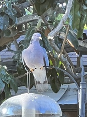 Patagioenas fasciata