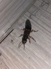 Staphylinus caesareus