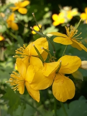 Chelidonium majus
