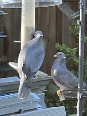 Patagioenas fasciata