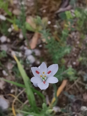 Allium subhirsutum